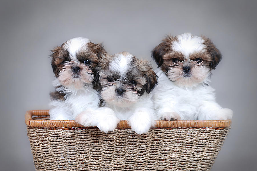Shih Tzu Puppy Vaccines Sapphire Shih Tzu Shih Tzu Puppy Vaccines Sapphire Shih Tzu